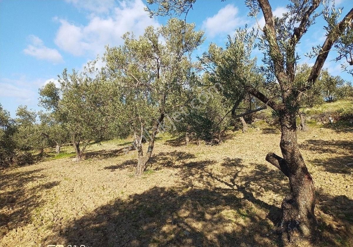 Burhaniye Bahadınlı Mahallesi'nde Sahibinden Satılık Zeytinlik - Görsel 22