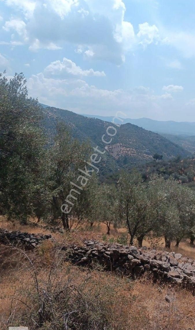 Burhaniye Kuyucak Mahallesi'nde Satılık Zeytinlik
