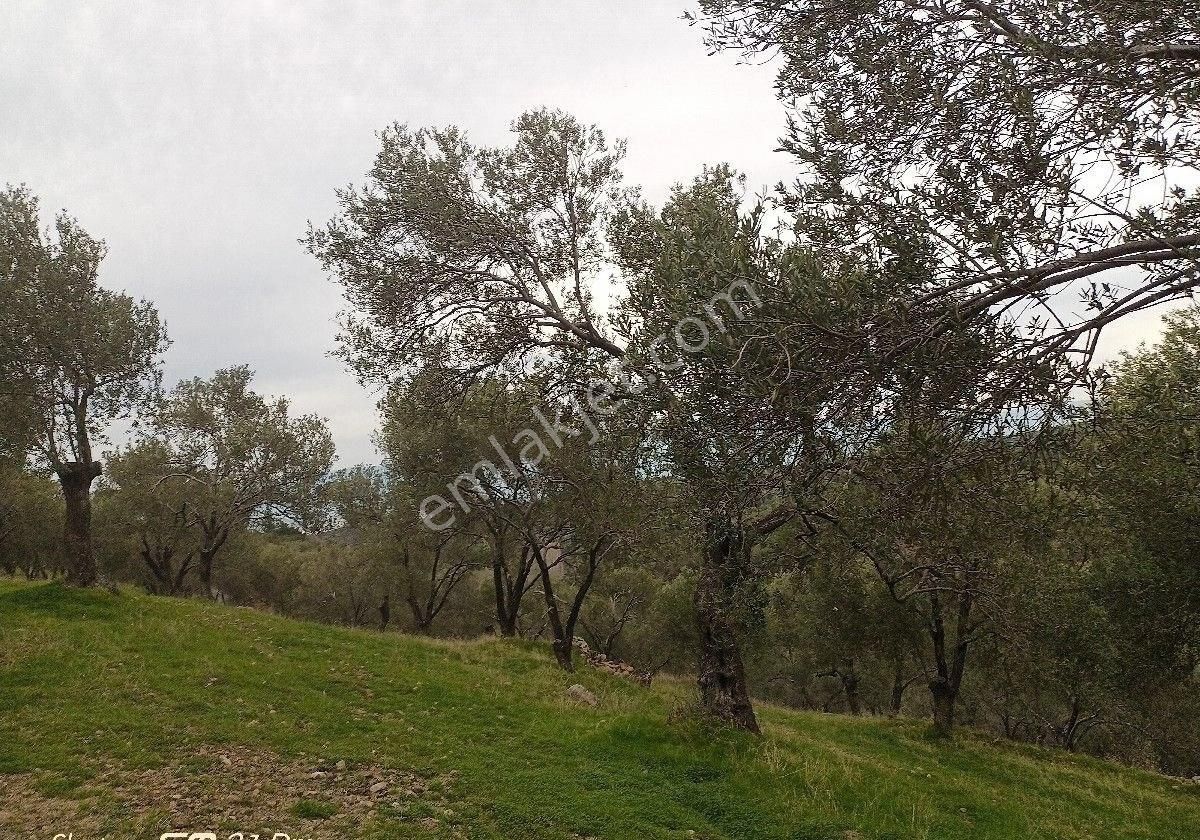 Burhaniye Bahadınlı Da Satılık Zeytinlik