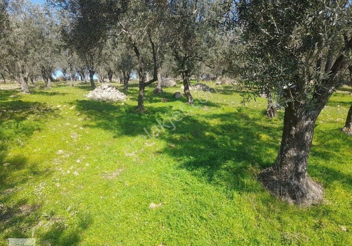 Burhaniye Bahadınlı Mah Satılık Zeytinlik