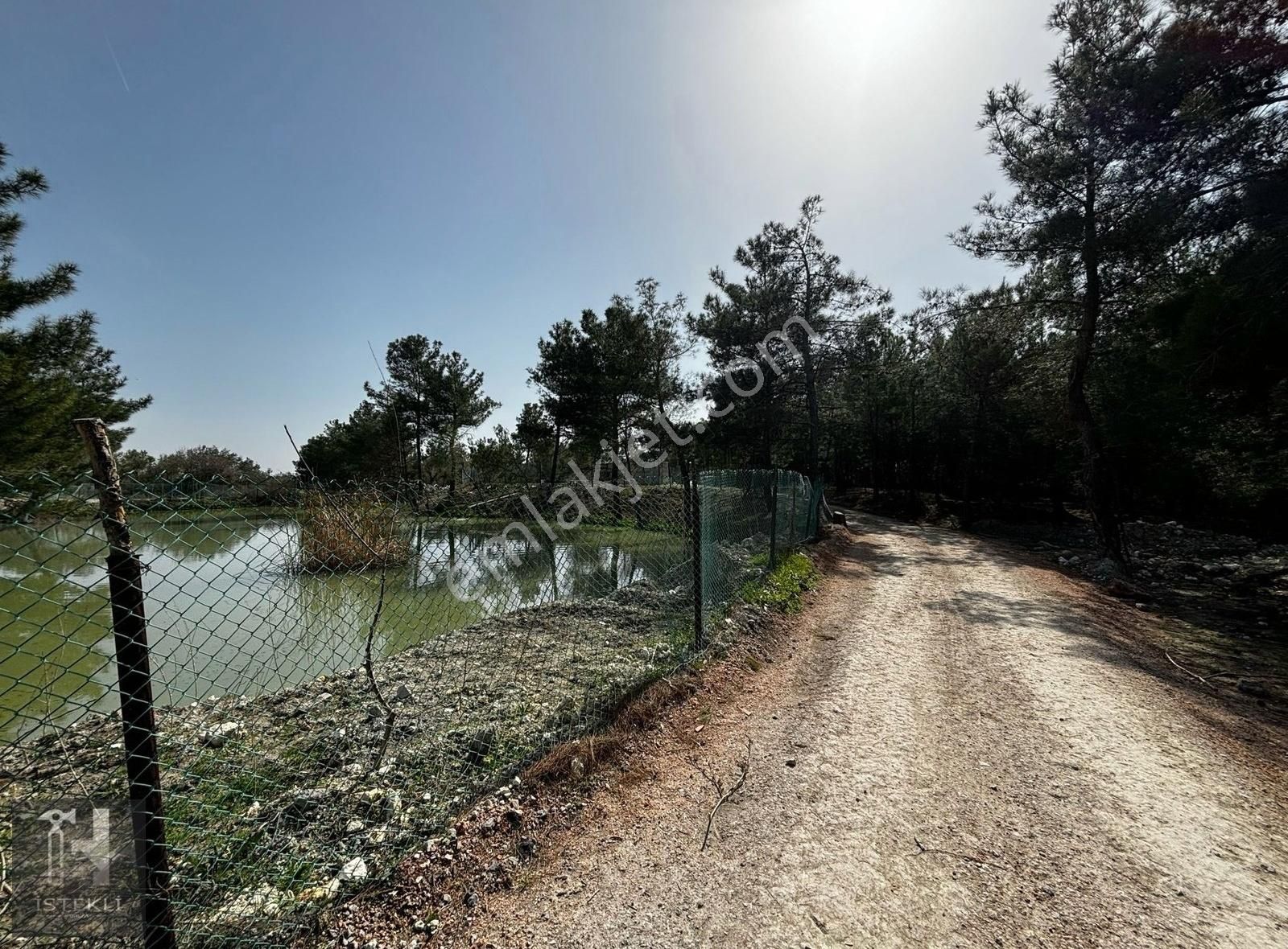 İstekli Emlak'tan Çavdır Köyünde Satılık 1360 M2 Zeytinli Tarla