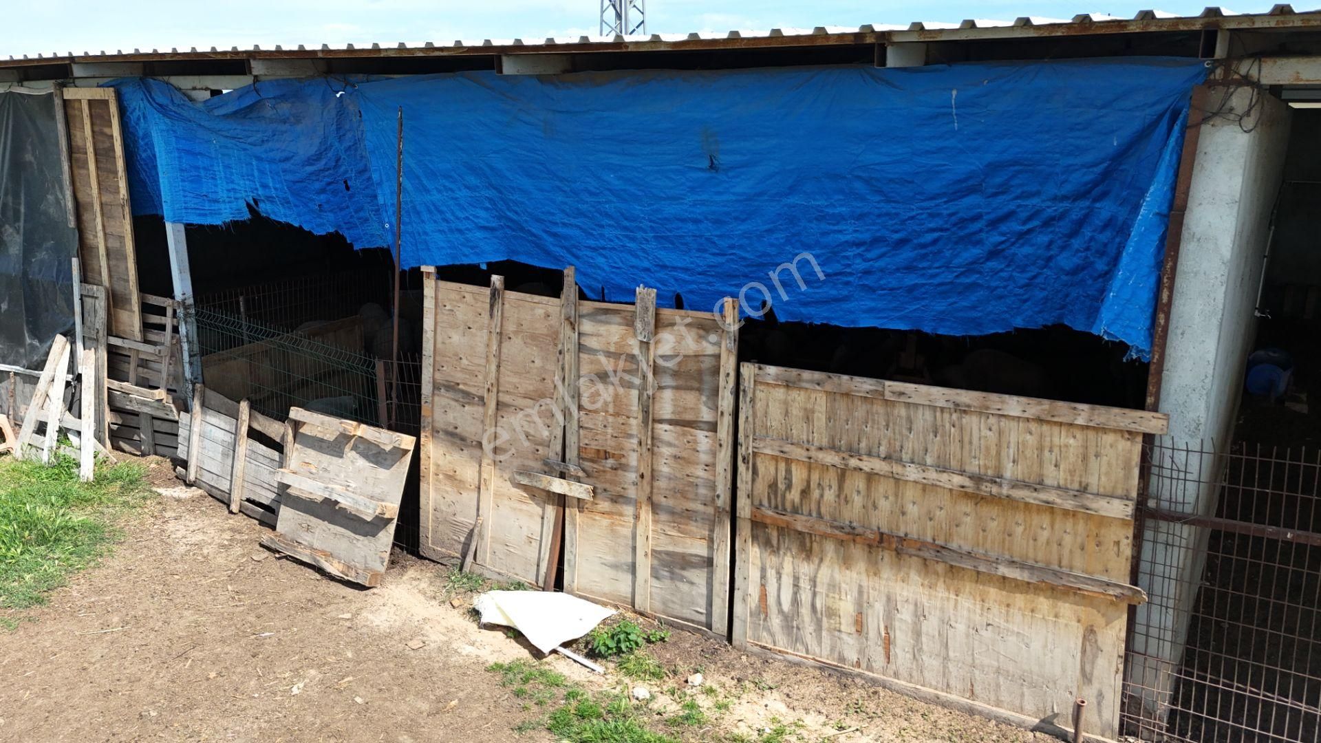 Kırklareli De Hazır Ruhsatlı Çiftlik - Görsel 20