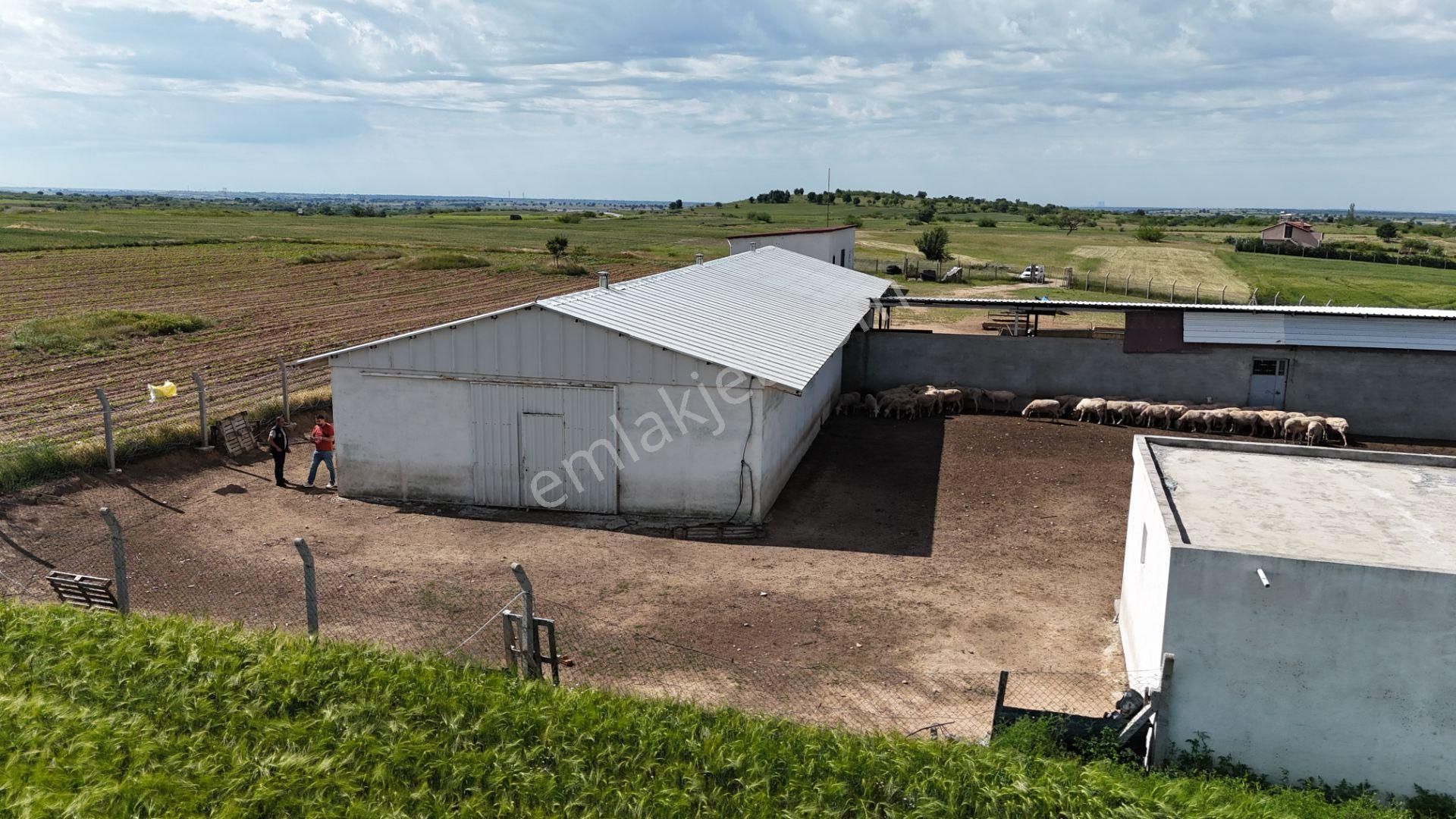 Kırklareli De Hazır Ruhsatlı Çiftlik - Görsel 36