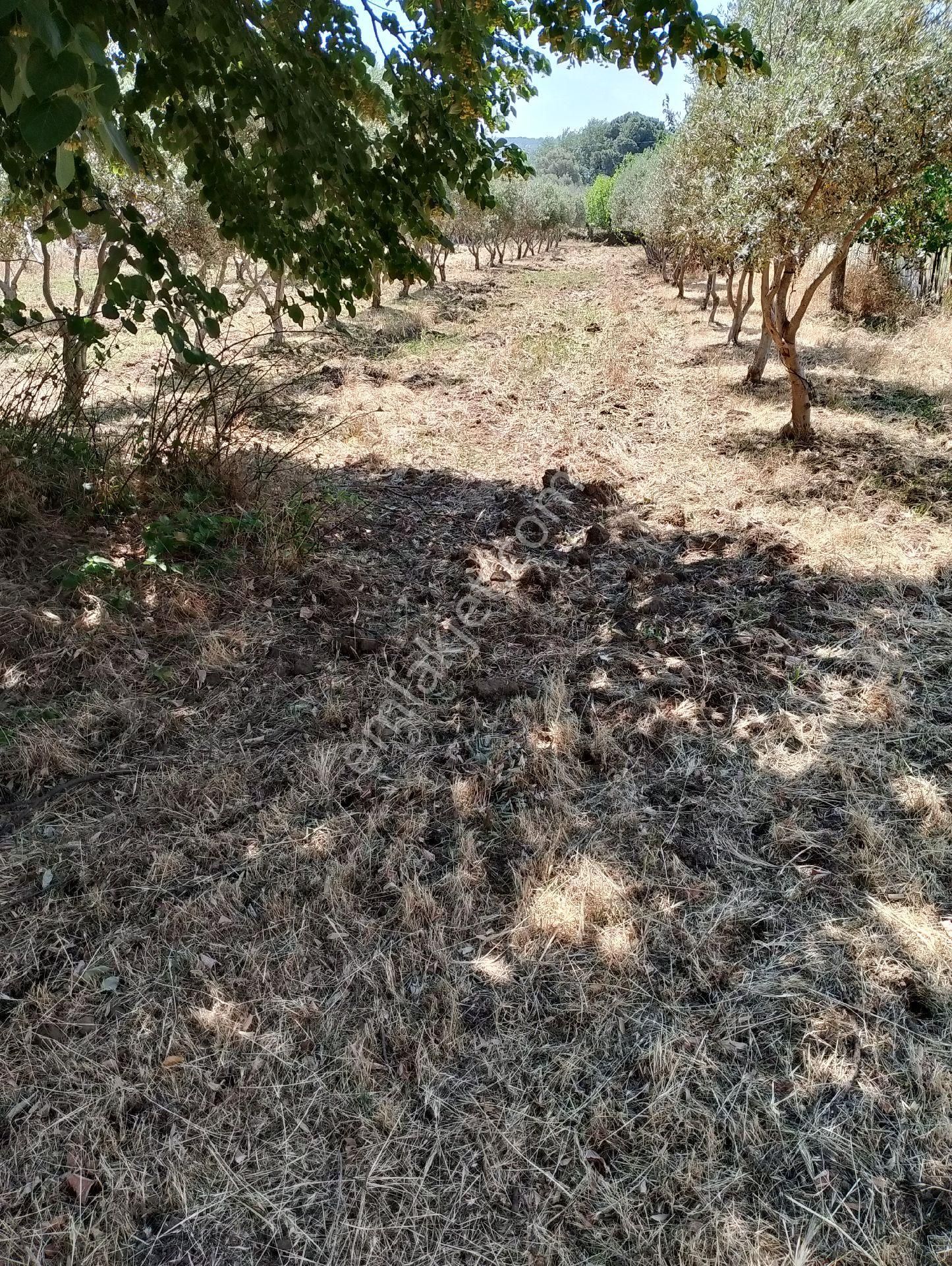 Bergama Bağlar Semtinde Satılık Bağ Evi - Görsel 4