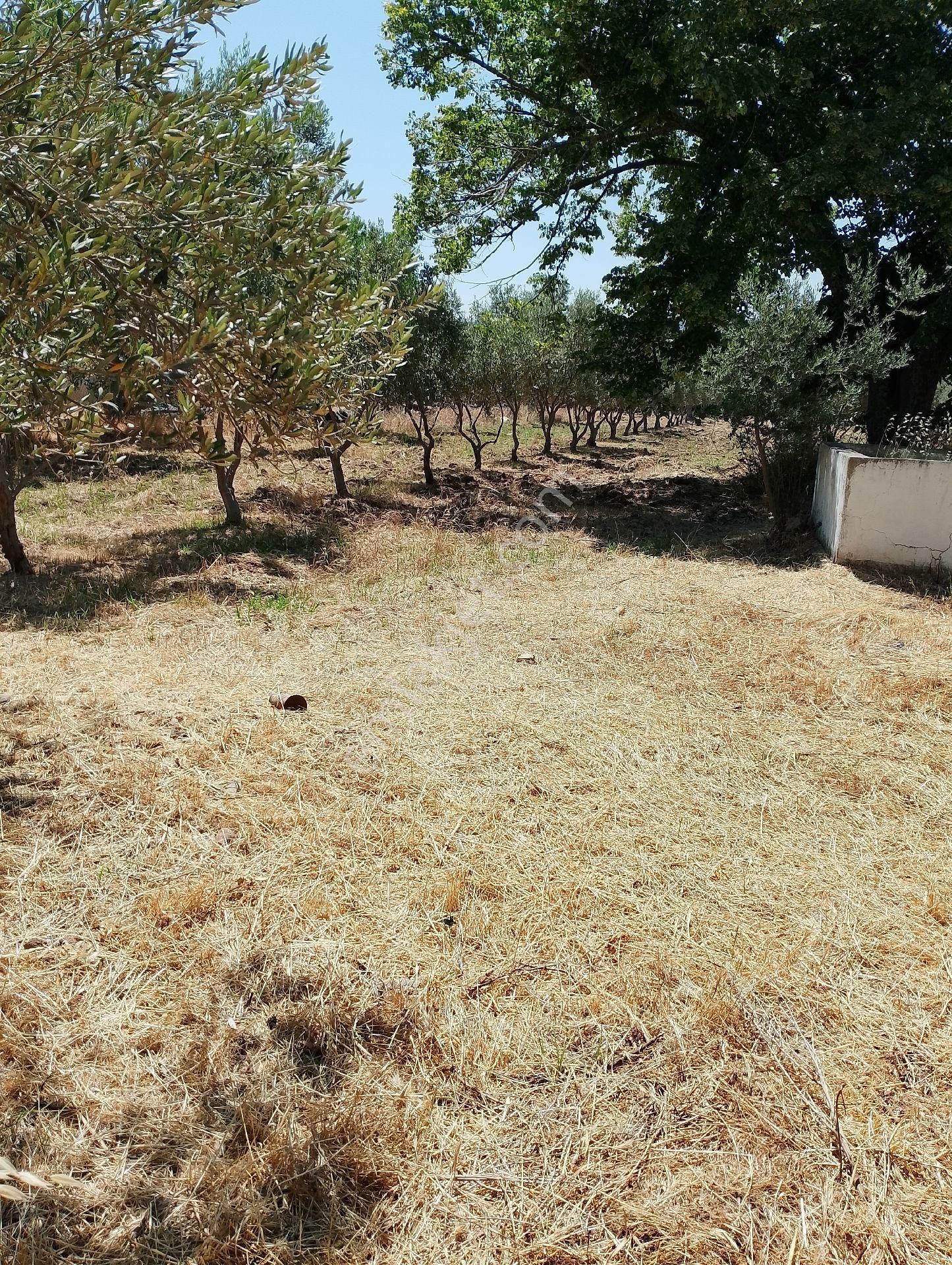 Bergama Bağlar Semtinde Satılık Bağ Evi - Görsel 8