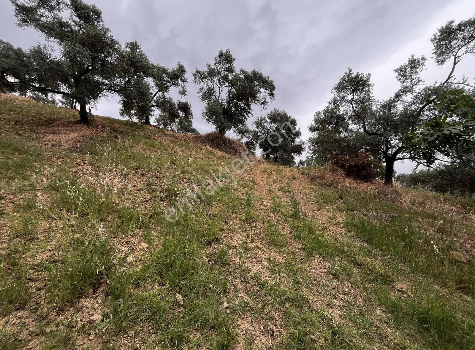 Verimi Yüksek Baraja Yakın Tek Tapu 6.168 M2 Zeytin Bahçesi