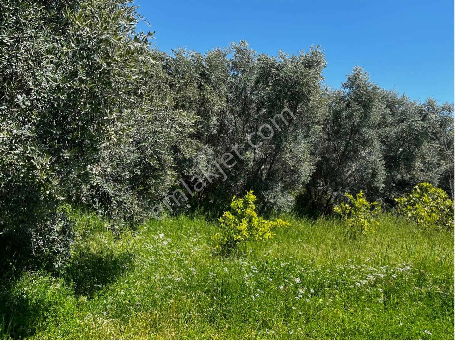 Köyceğiz Beyobası Mahallesi Merkezde