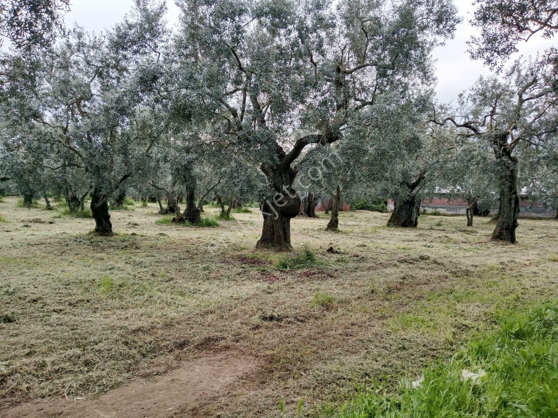 Bursa/ Orhangazi De Süper - Görsel 11