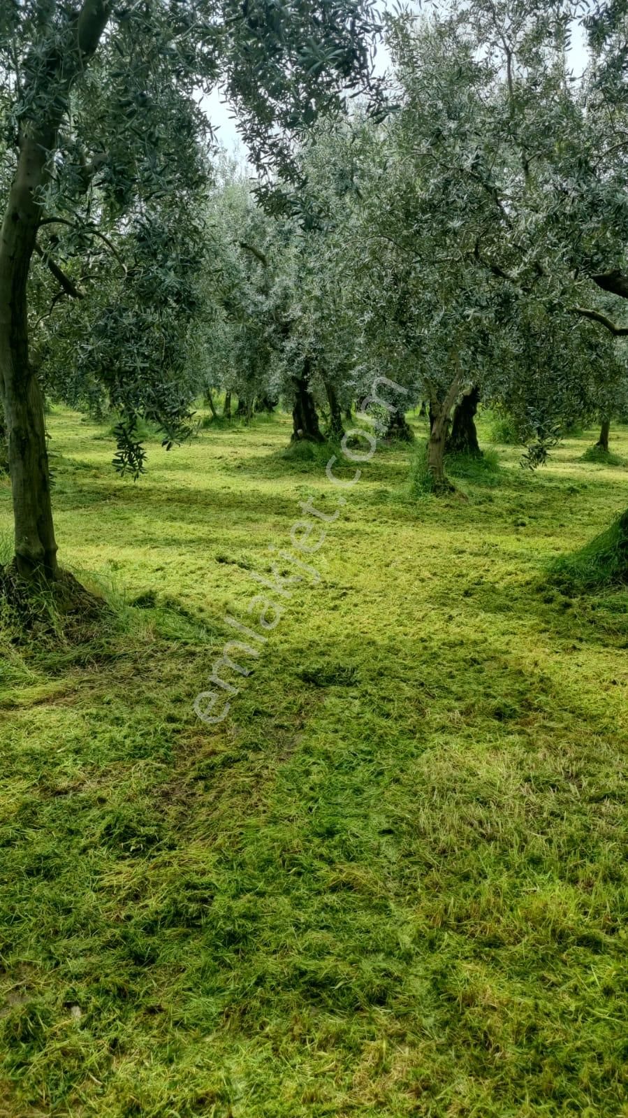 Bursa/ Orhangazi De Süper - Görsel 3