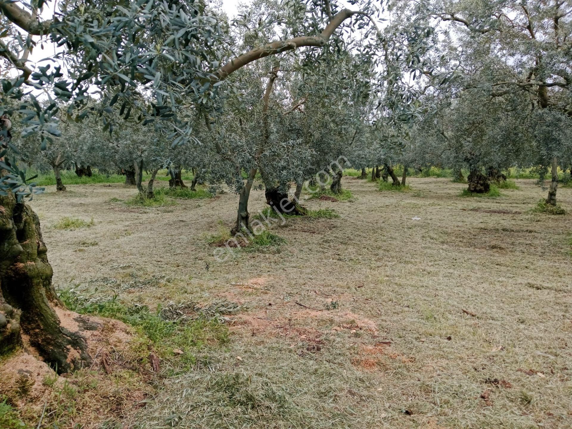 Bursa/ Orhangazi De Süper - Görsel 10