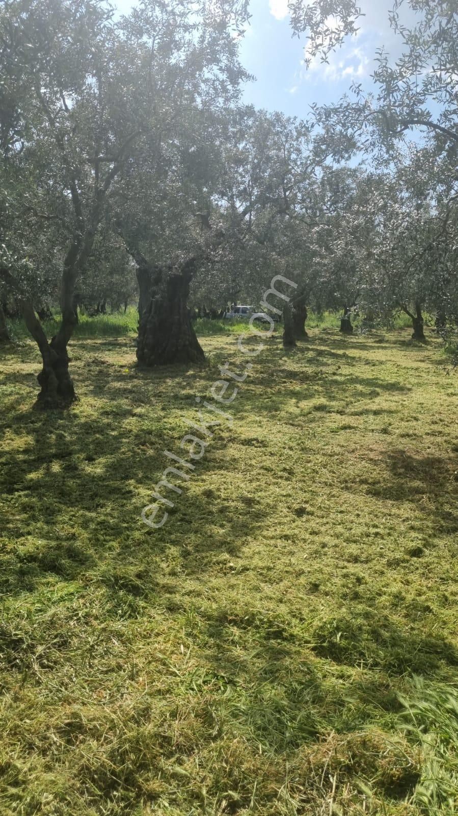 Bursa/ Orhangazi De Süper - Görsel 9