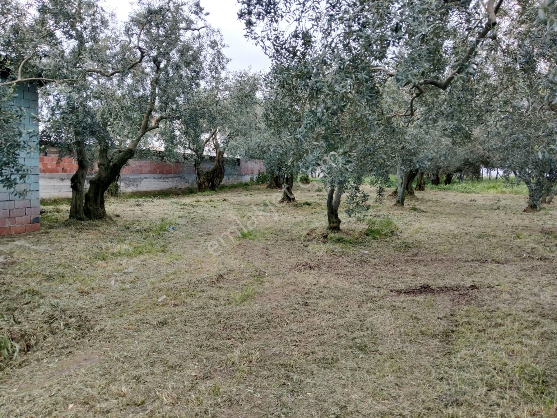 Bursa/ Orhangazi De Süper - Görsel 8