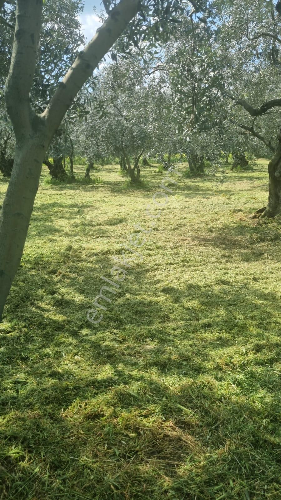 Bursa/ Orhangazi De Süper - Görsel 5