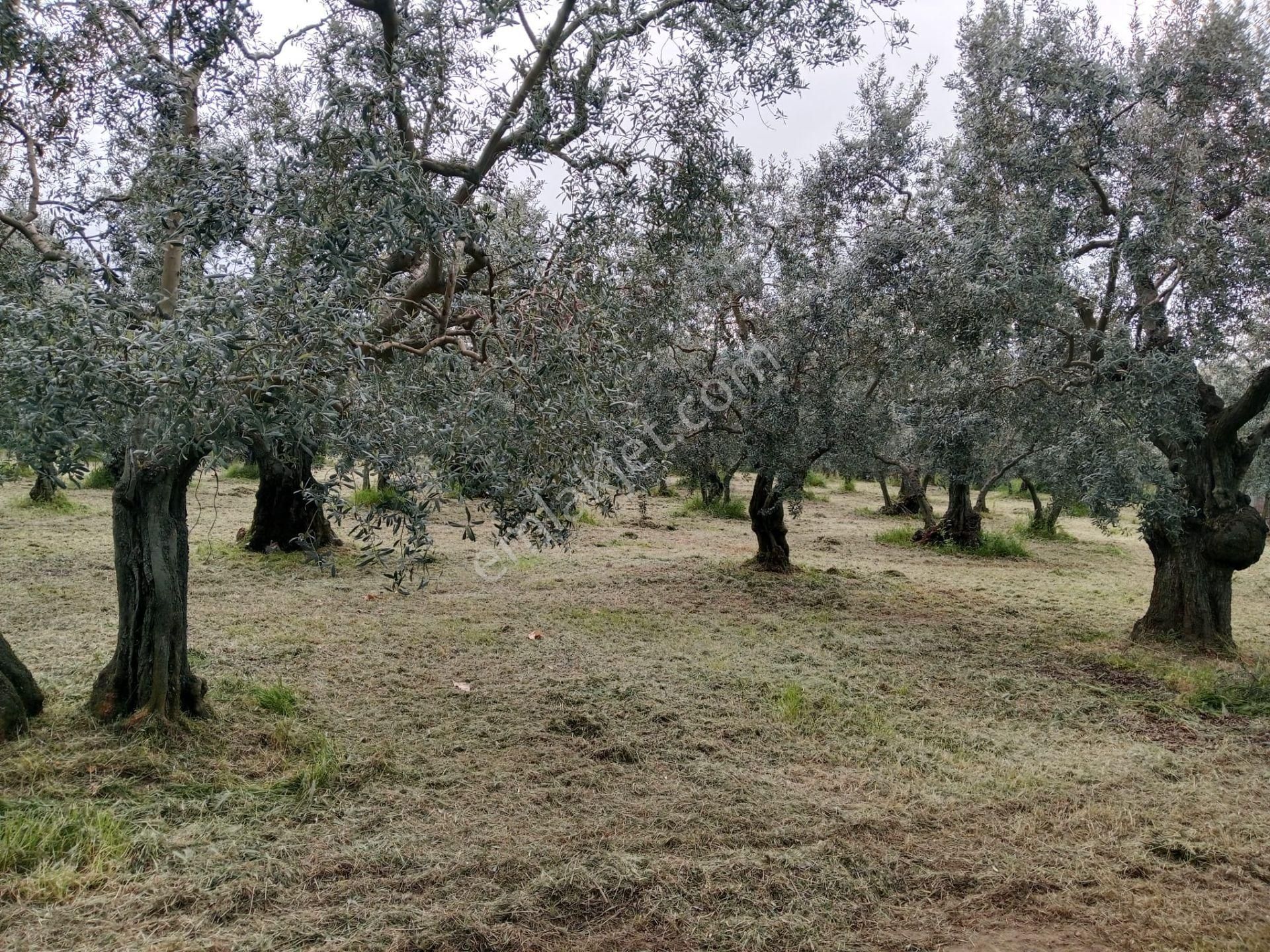Bursa/ Orhangazi De Süper - Görsel 6