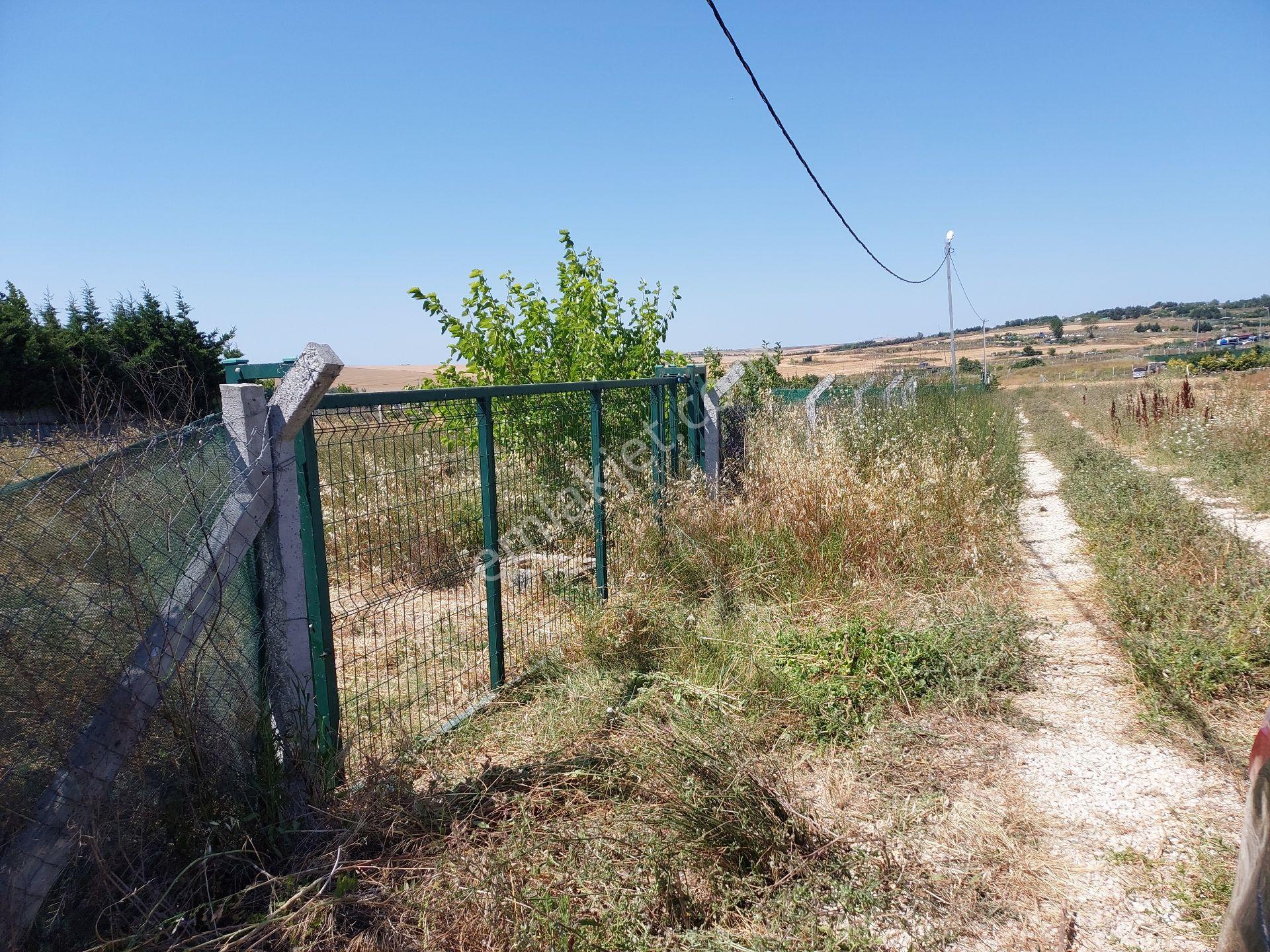 Büyükçekmece Eskice De Tek Tapu 500 M² Tel Çevrili Kapılı Kuyusu Var Meyve Ağaçları Var Yolu Var - Görsel 19