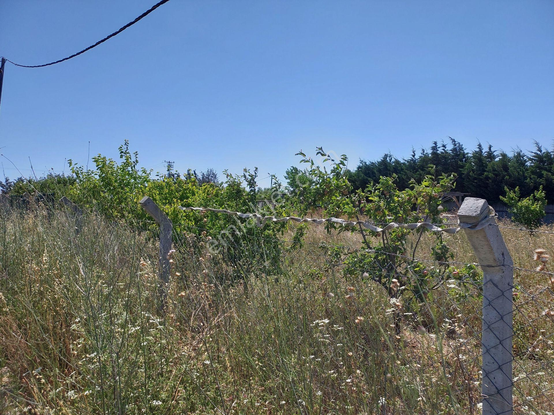 Büyükçekmece Eskice De Tek Tapu 500 M² Tel Çevrili Kapılı Kuyusu Var Meyve Ağaçları Var Yolu Var - Görsel 20
