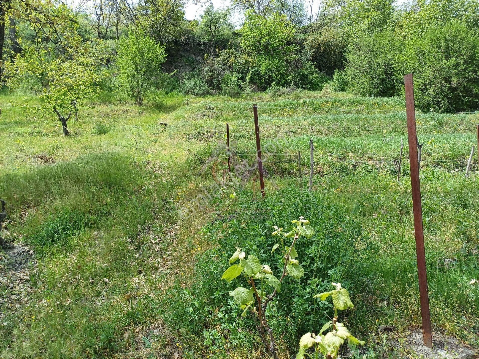 Kastamonu - Tosya Gökyer Mevkinde Satılık 1,5 Dönüm Bağ - Görsel 6