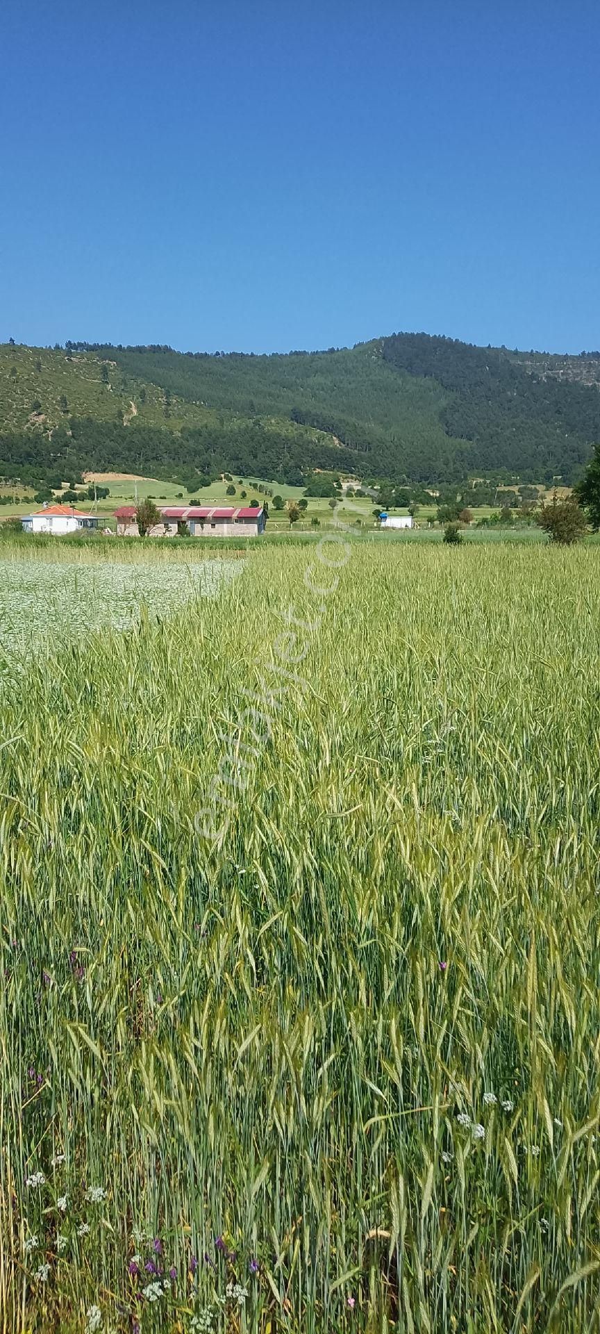 Burdur Ağlasun Hisarköy'de Muhteşem Konumda Kadastro Yoluna Sıfır Satılık Tarla