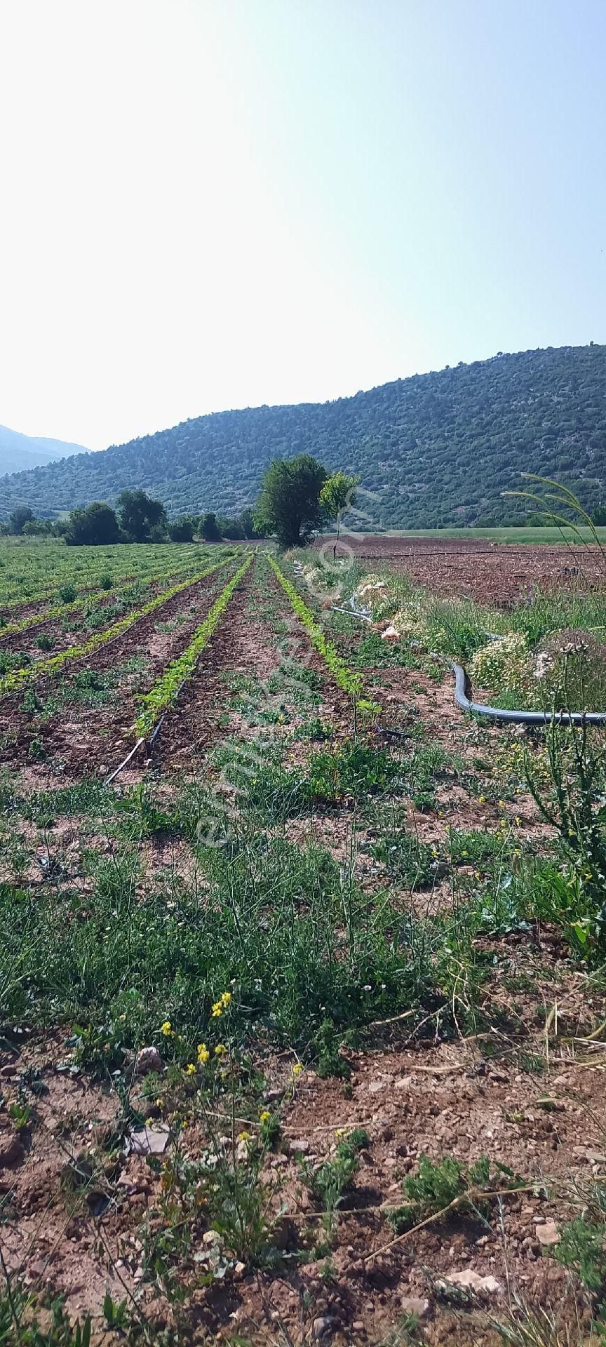 Burdur Ağlasun Hisarköy'de İmar İçi Satılık Arazi