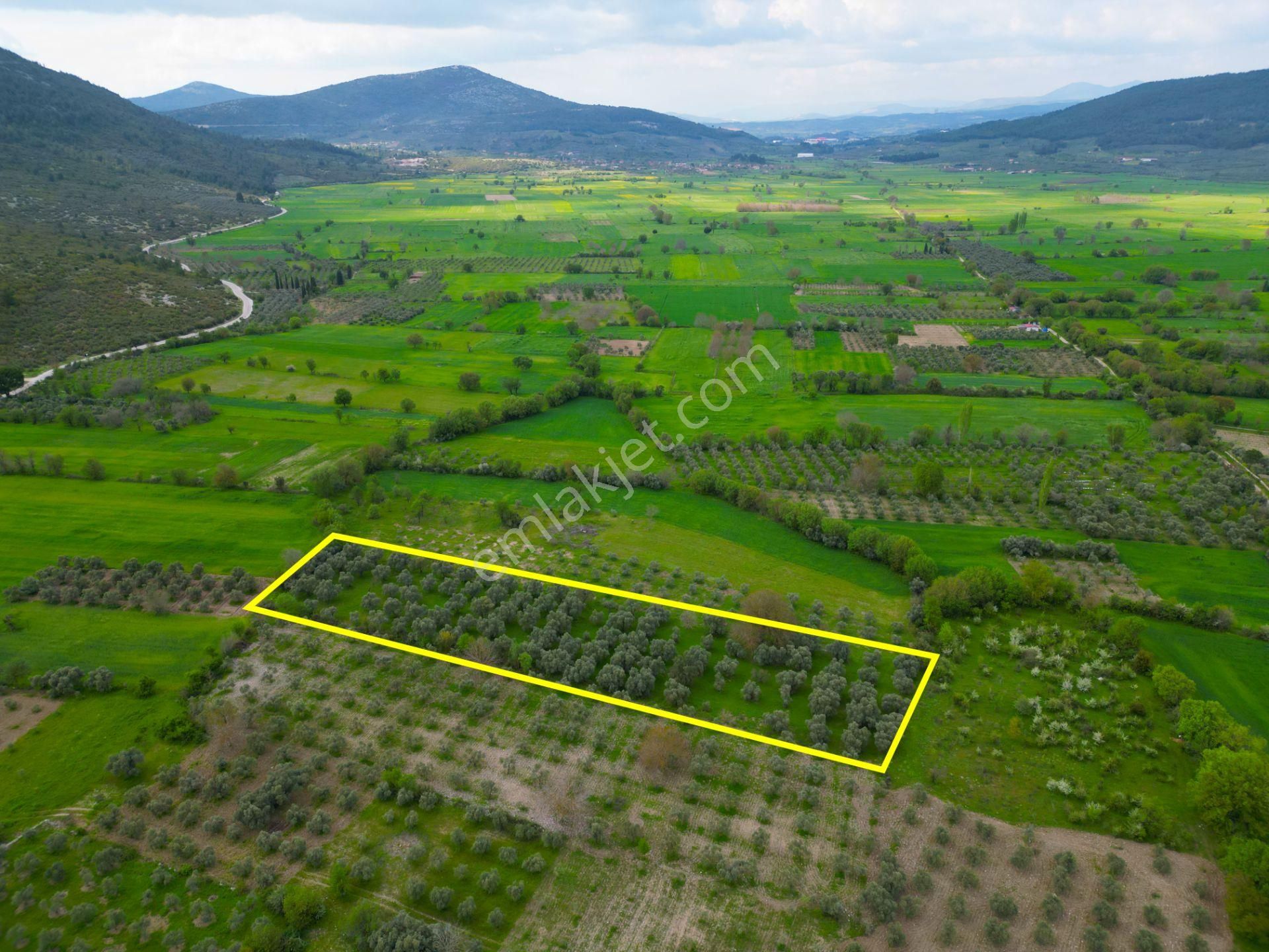 Muğla Yeşilyurt'ta Satılık Zeytinlik