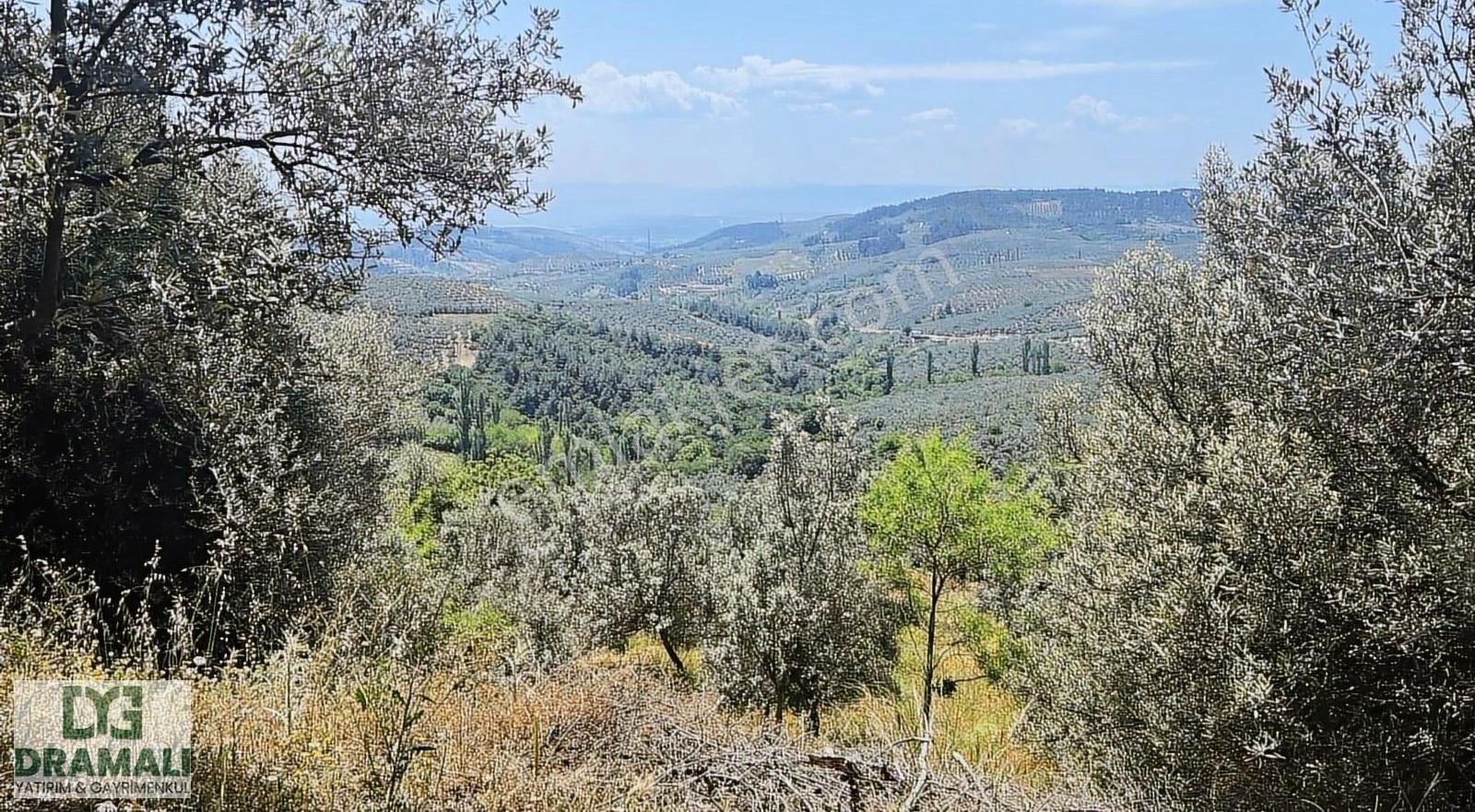 Mırzaoba Da Dramalıdan Zeytinlik Satılık