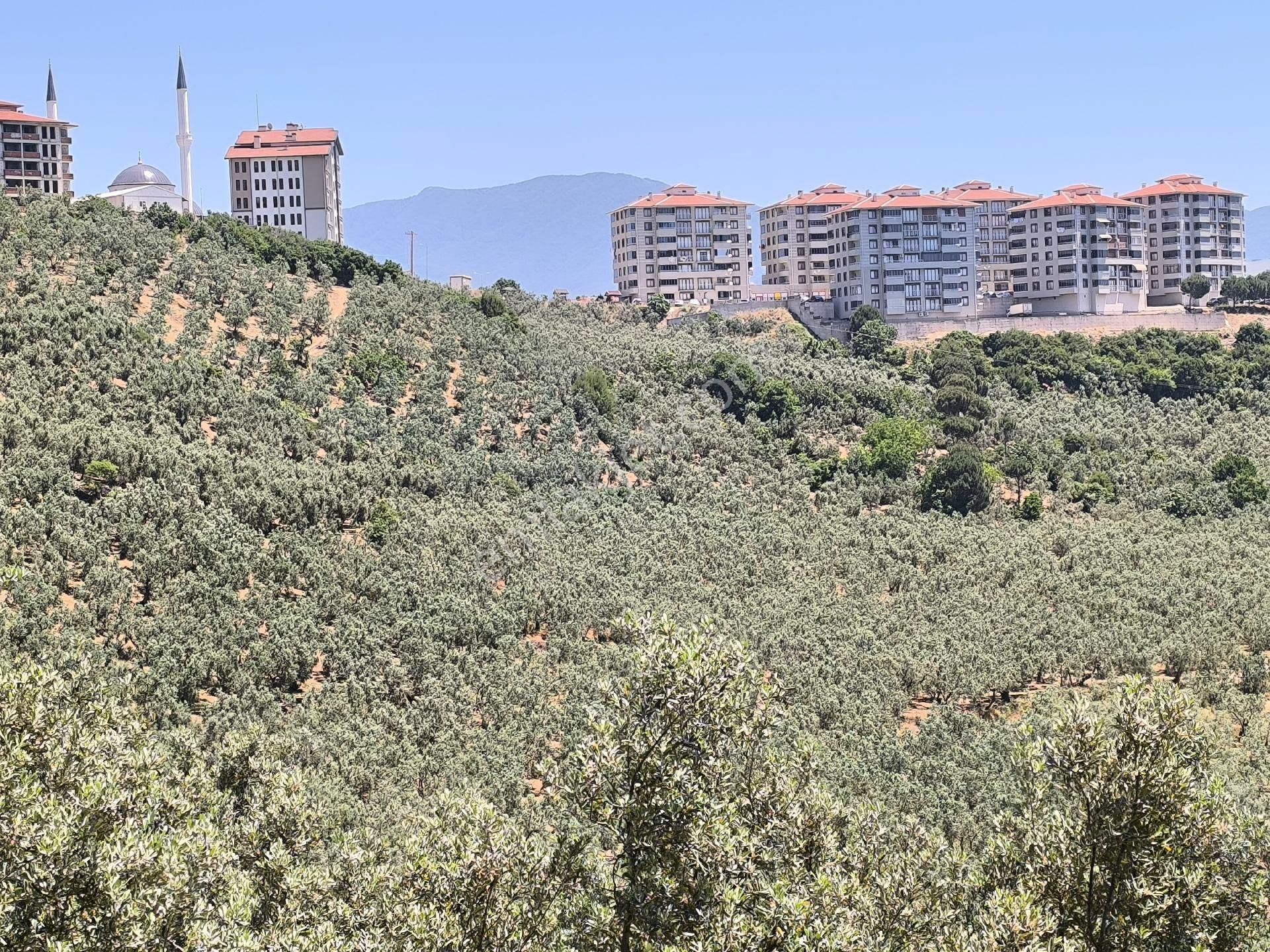 Cihatlıda Tokiye Yakın Satılık Zeytinlik
