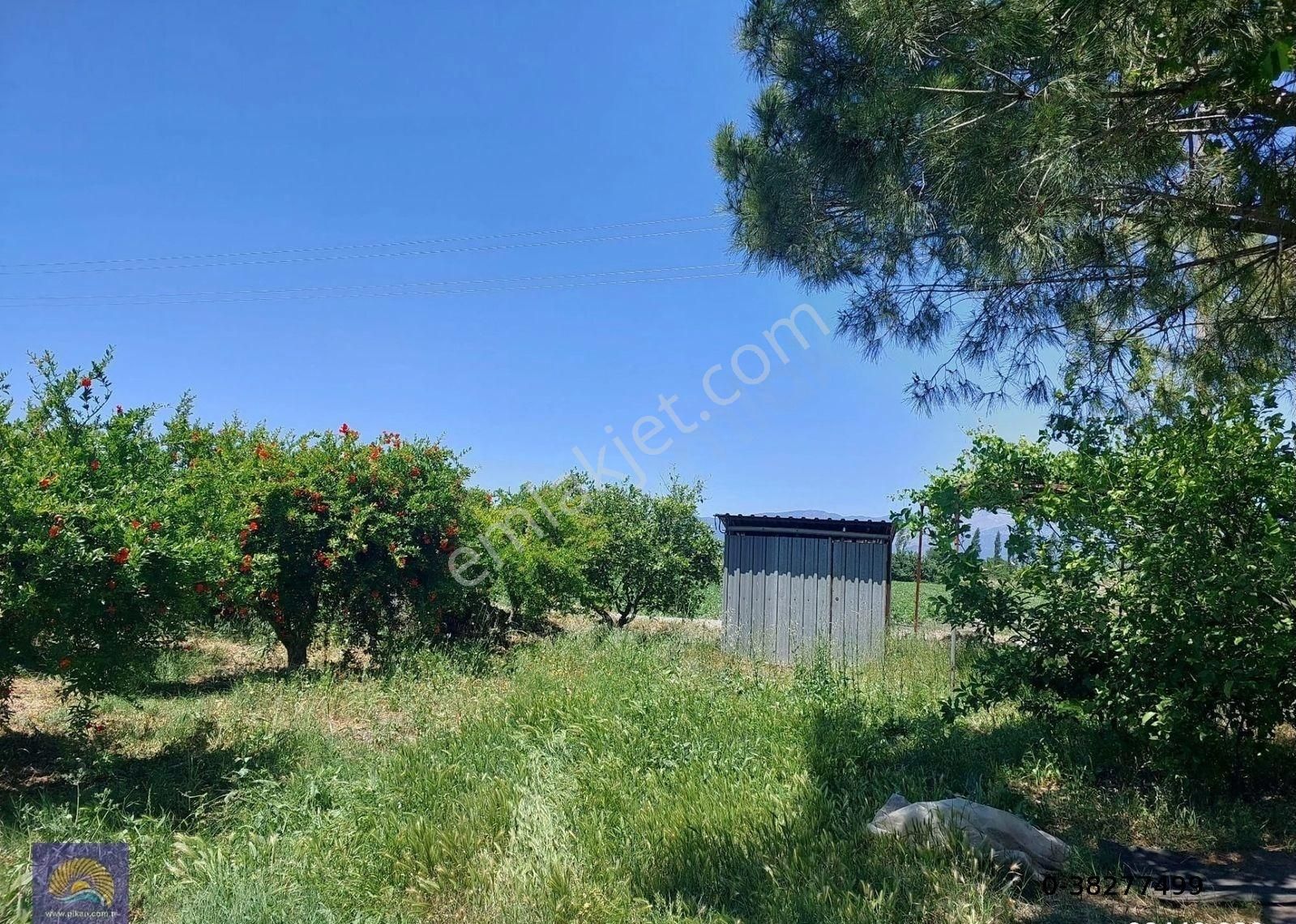 Muğla Ortaca Eskiköyde 9.000 M2 Nar Bahçesi Satılık - Görsel 3