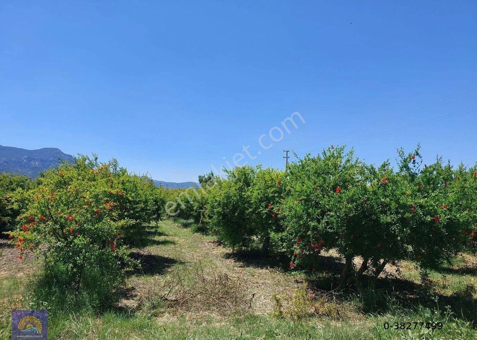 Muğla Ortaca Eskiköyde 9.000 M2 Nar Bahçesi Satılık - Görsel 2