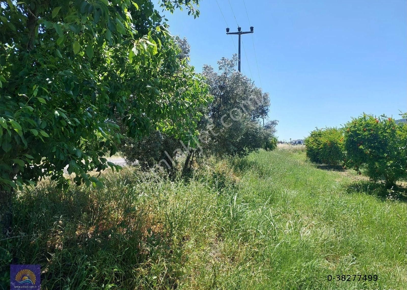 Muğla Ortaca Eskiköyde 9.000 M2 Nar Bahçesi Satılık - Görsel 5