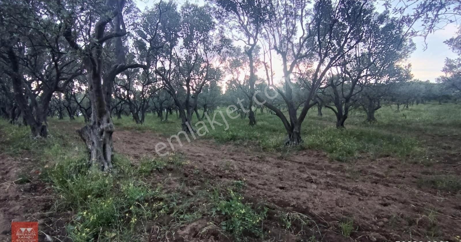 Balıkesir Erdek Hamamlı Mah. 13.948 M2 Satılık Zeytinlik Bağ Deniz Manzaralı Yatırımlık