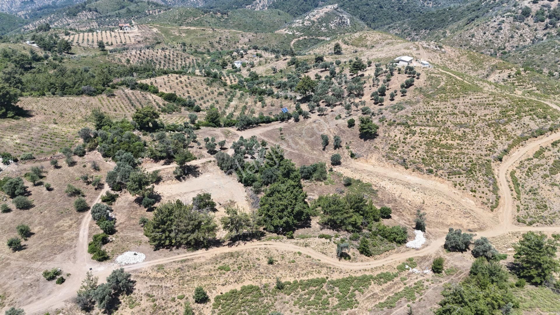 İzmir Seferihisar Orhanlıda Tek Müstakil 10 Dönüm Acil Zeytinlik Bahçe