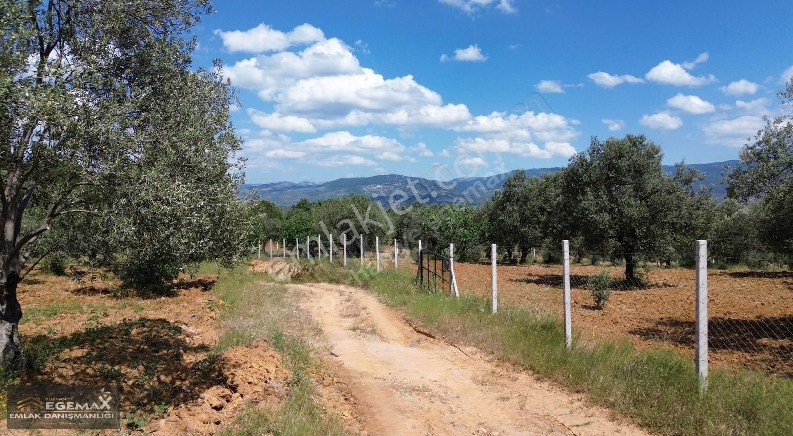 Acil Burhaniye Ağcık'ta Köye 200 Metre 1.737 M2 Zeytinlik
