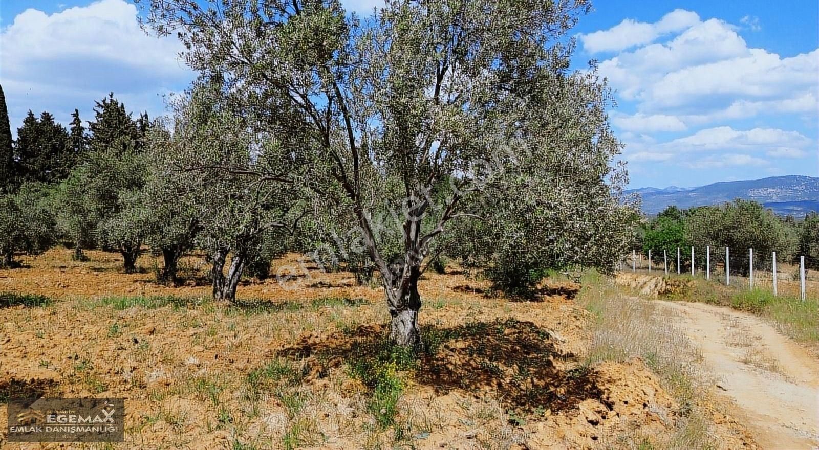 Acil Burhaniye Ağacık'ta Köye 200 Metre 1.307 M2 Zeytinlik