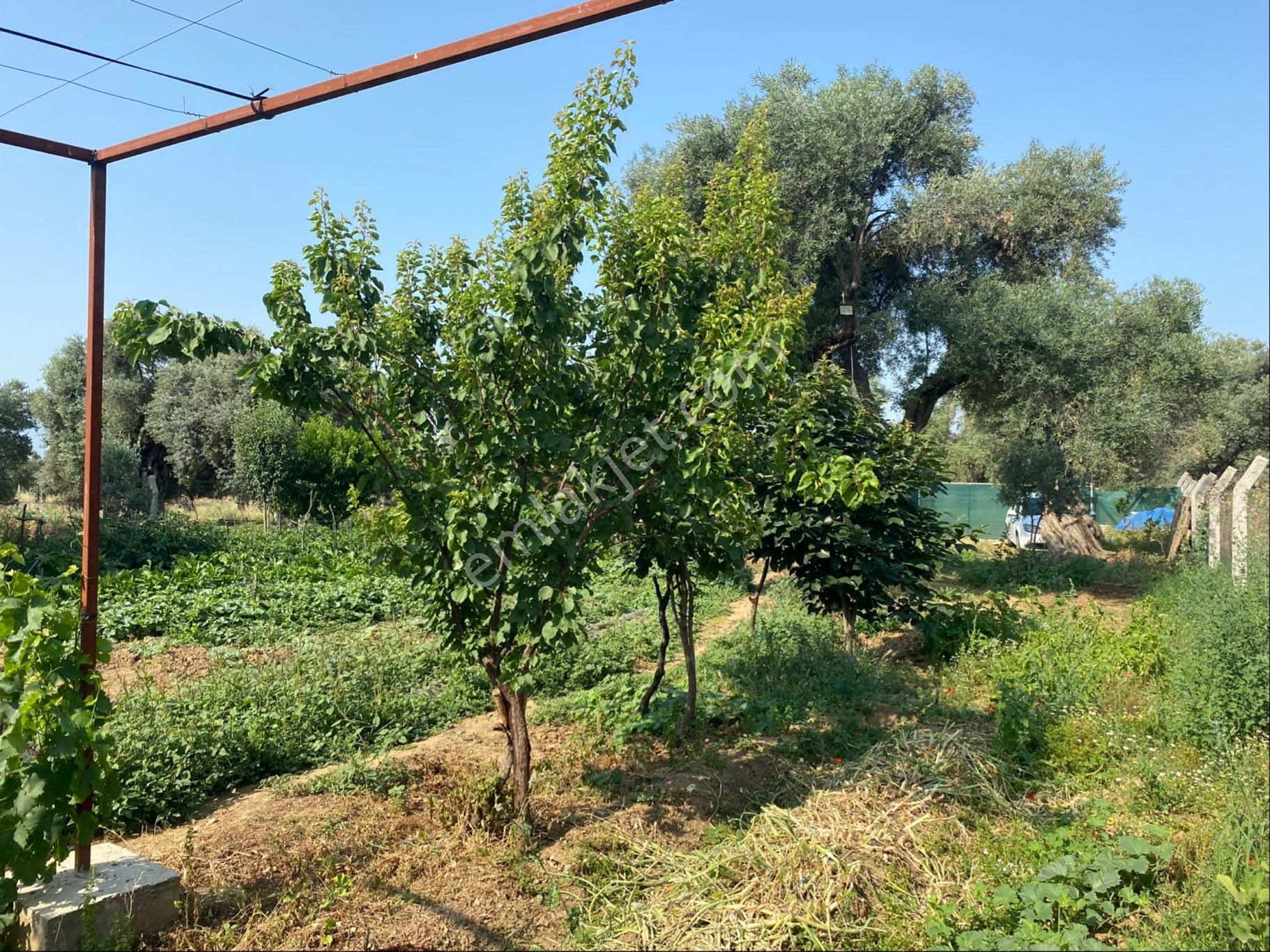 İzmir Bayındır Satılık Bahçe . - Görsel 20