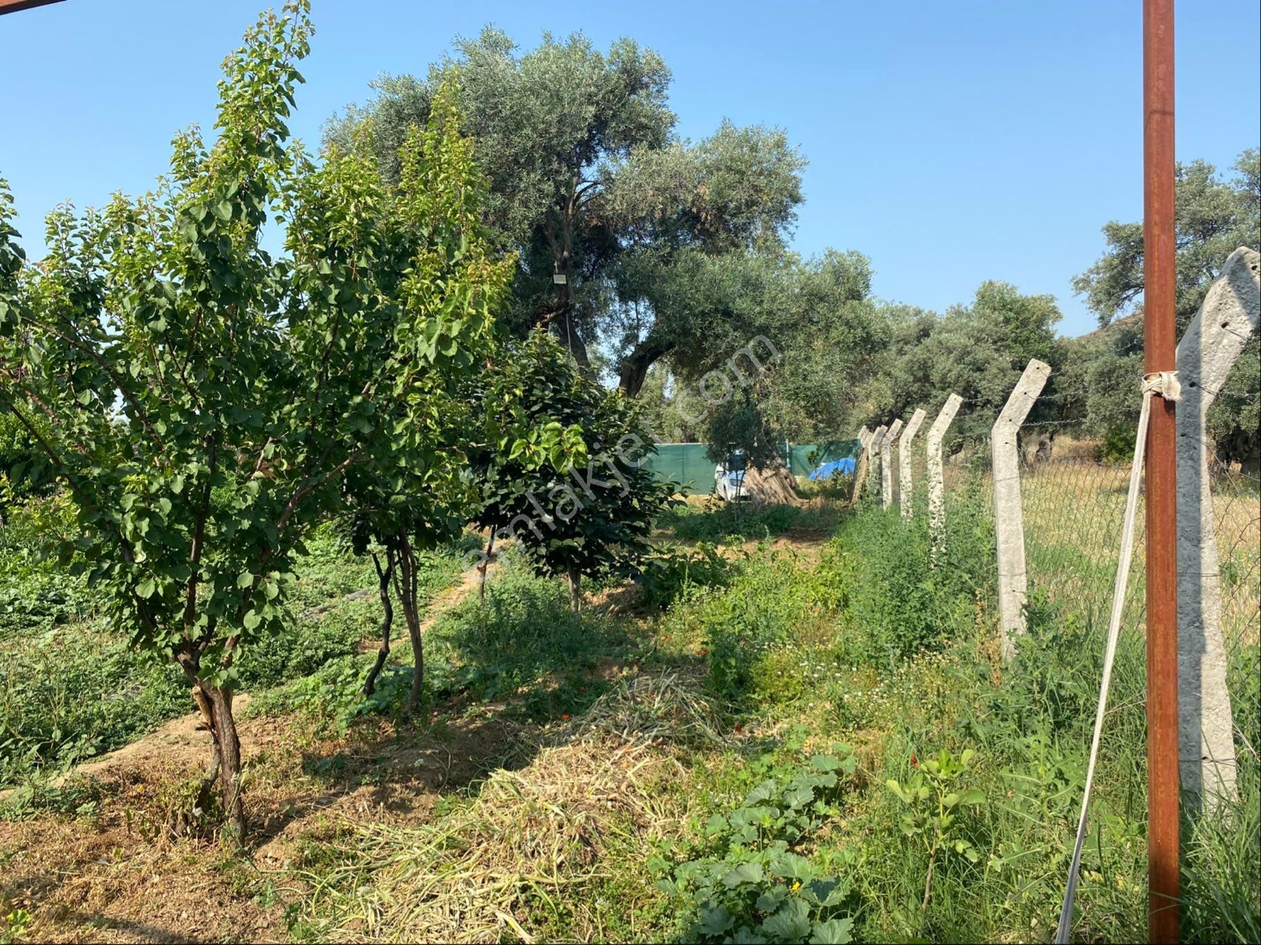 İzmir Bayındır Satılık Bahçe . - Görsel 19