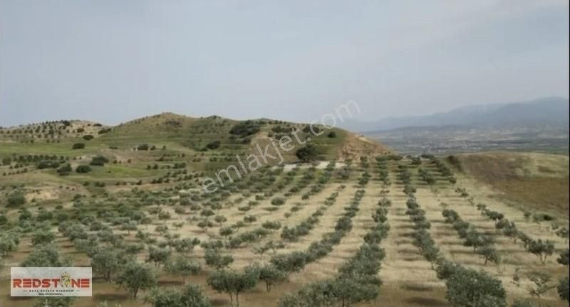 Redstone İdol'den Sarayköy'de 42 Dönüm Zeytinlik - Görsel 5