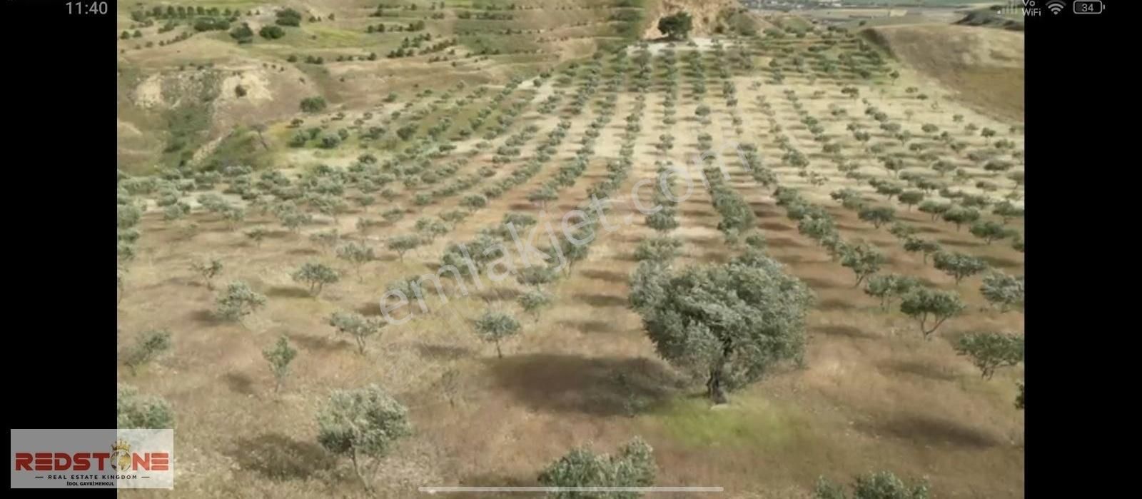 Redstone İdol'den Sarayköy'de 42 Dönüm Zeytinlik - Görsel 6