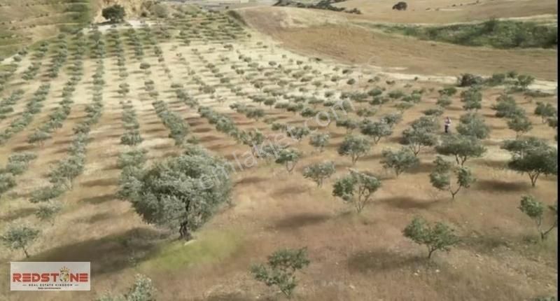 Redstone İdol'den Sarayköy'de 42 Dönüm Zeytinlik - Görsel 3
