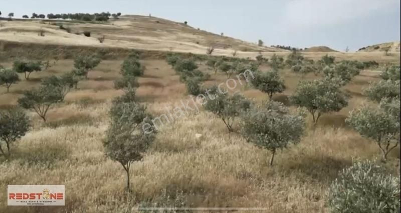 Redstone İdol'den Sarayköy'de 42 Dönüm Zeytinlik - Görsel 7