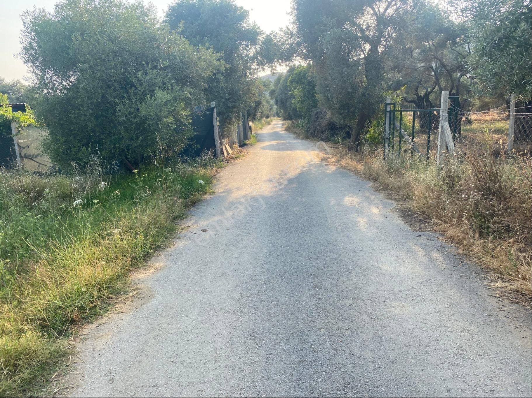 Satılık Zeytinlik Bayındır Zeytinova Kelepir - Görsel 5