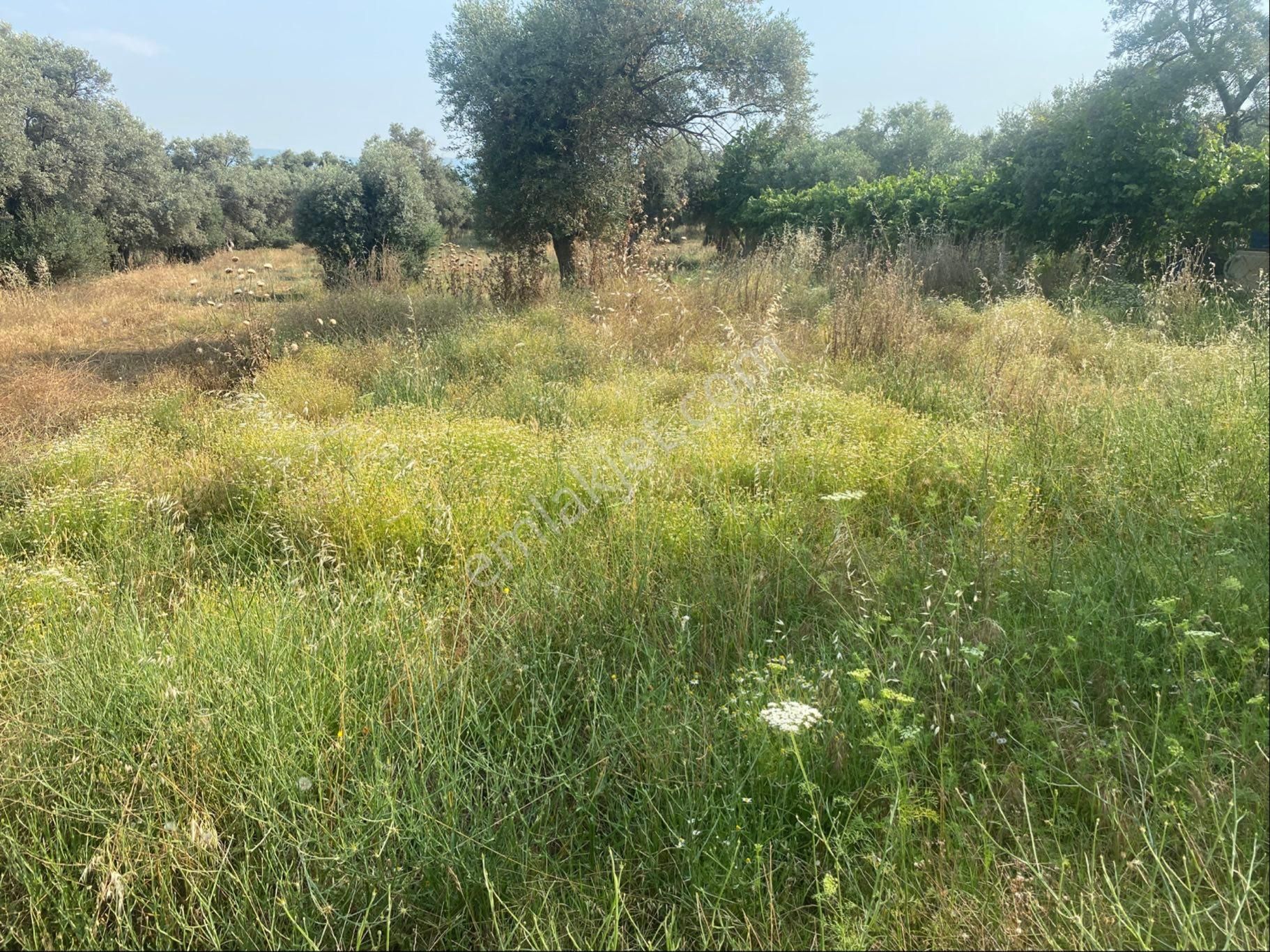 Satılık Zeytinlik Bayındır Zeytinova Kelepir - Görsel 4