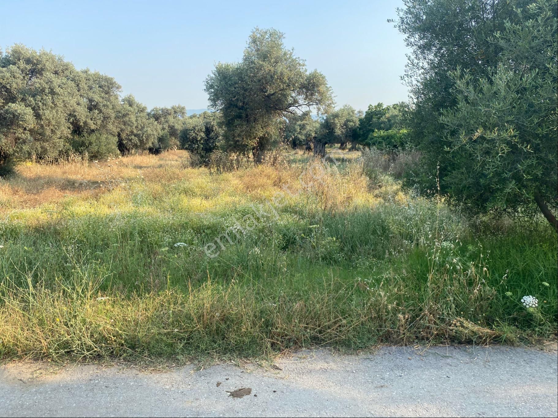 Satılık Zeytinlik Bayındır Zeytinova