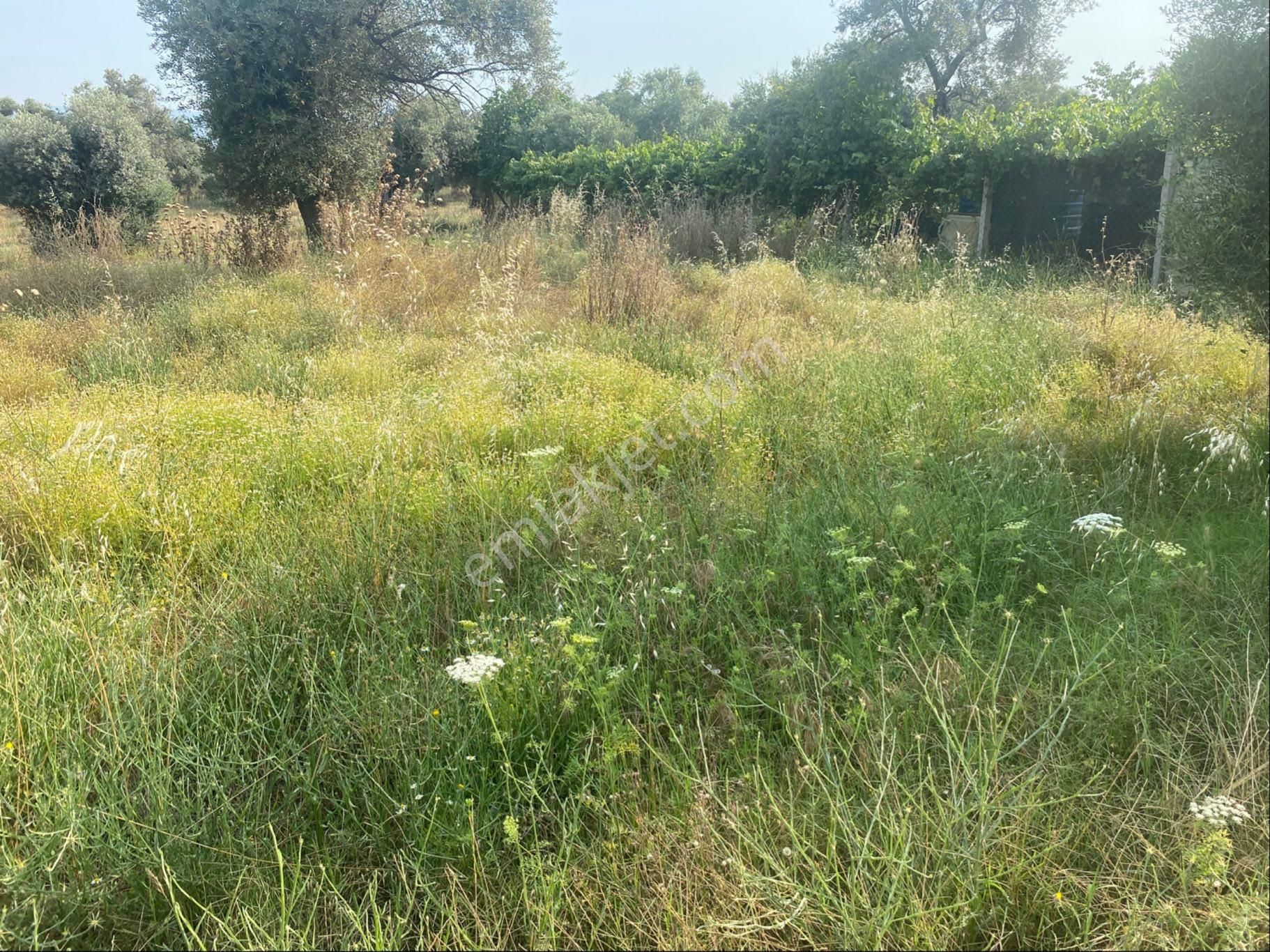 Satılık Zeytinlik Bayındır Zeytinova Kelepir - Görsel 3