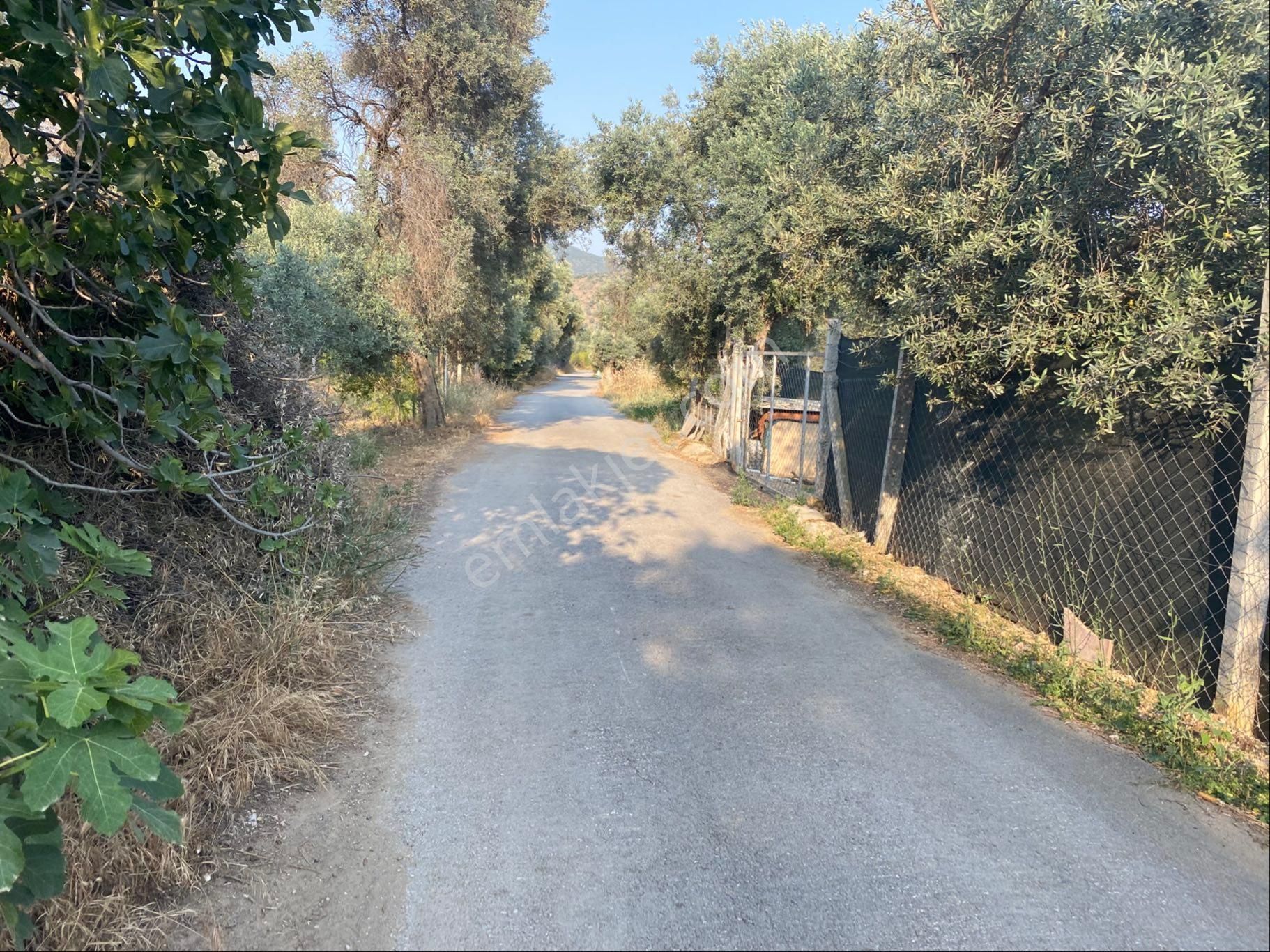 Satılık Zeytinlik Bayındır Zeytinova Kelepir - Görsel 9