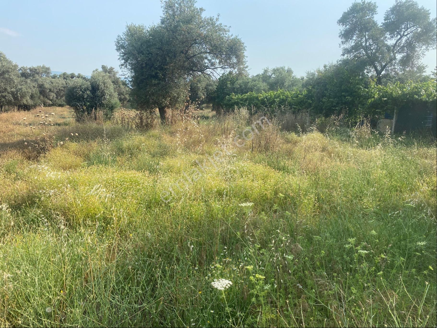 Satılık Zeytinlik Bayındır Zeytinova Kelepir - Görsel 2