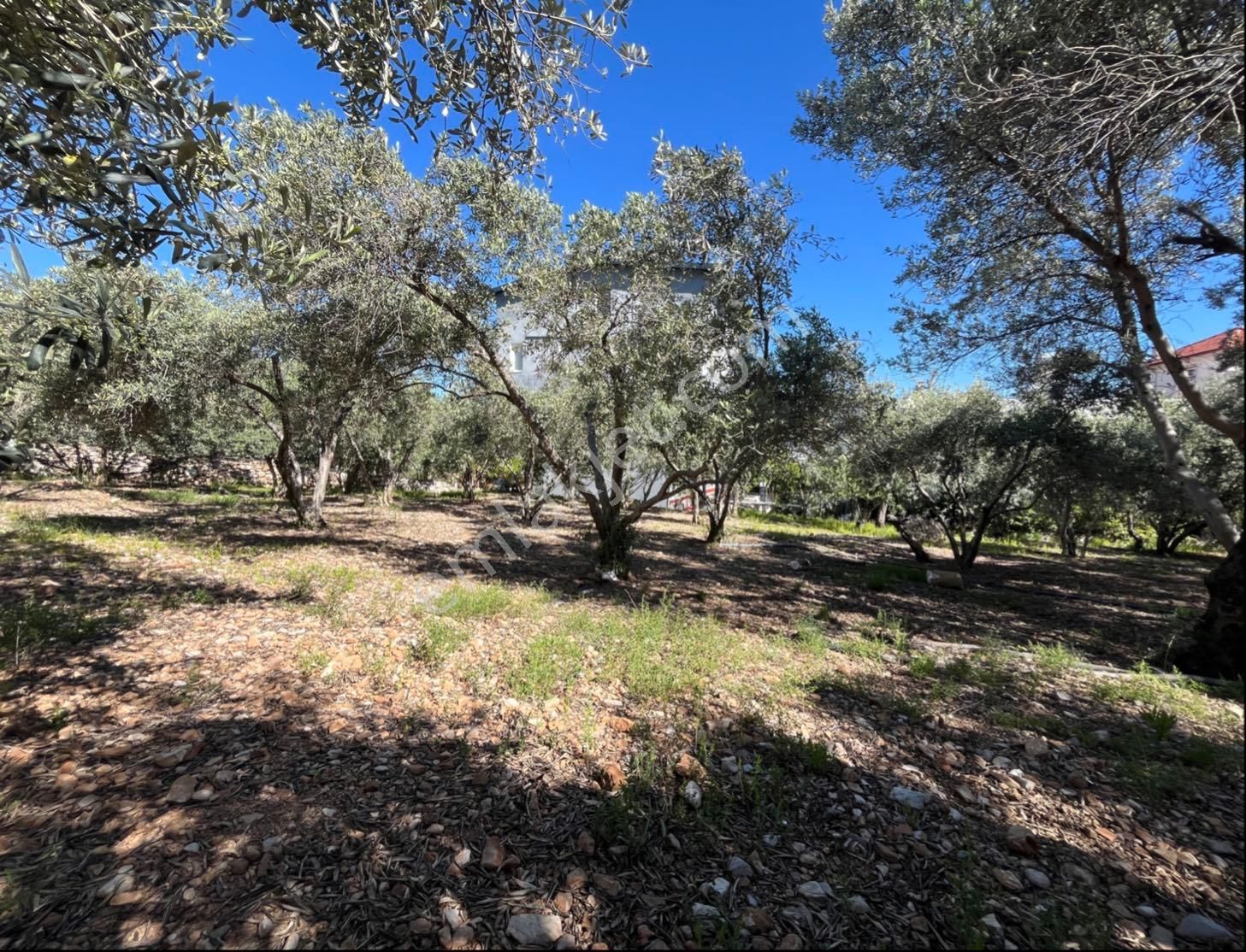 Esenköy Bademlide 760m2 Satılık Tarla