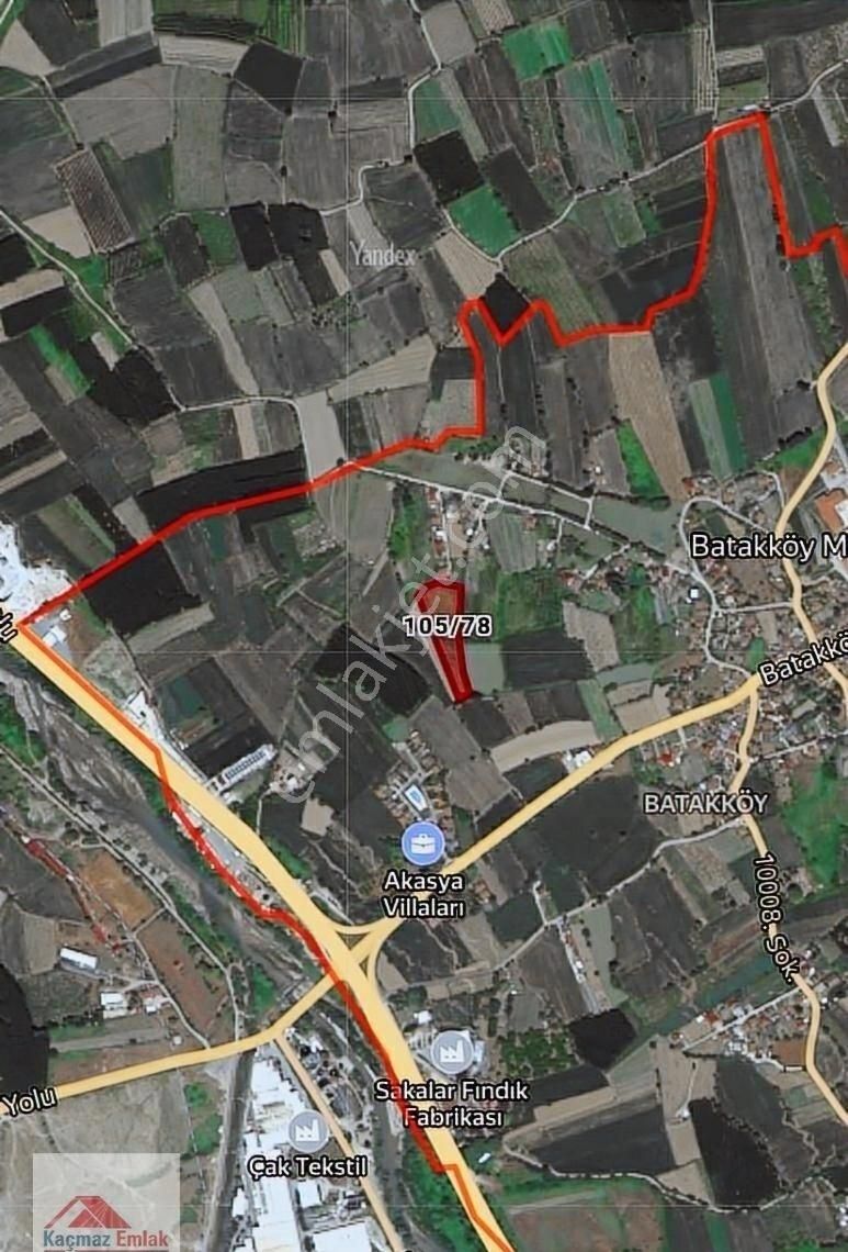 Sakarya Akyazı Da Fındık Tarlası