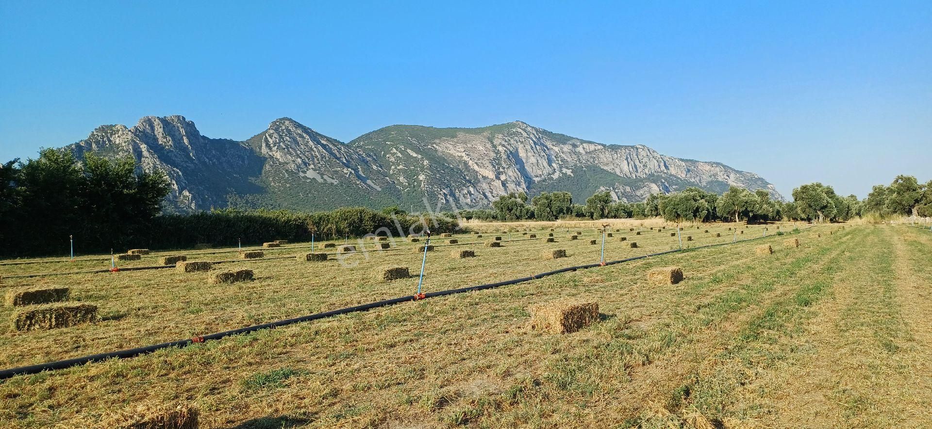 Gökova Körfezi Nin Cenneti Milas Ören De Satılı Tarla - Görsel 2