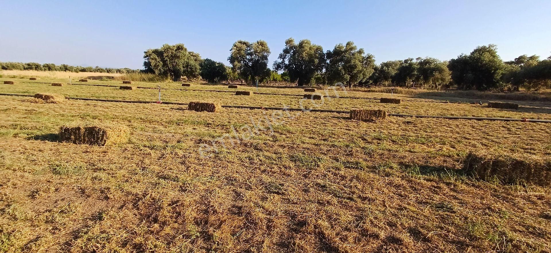 Gökova Körfezi Nin Cenneti Milas Ören De Satılı Tarla - Görsel 3