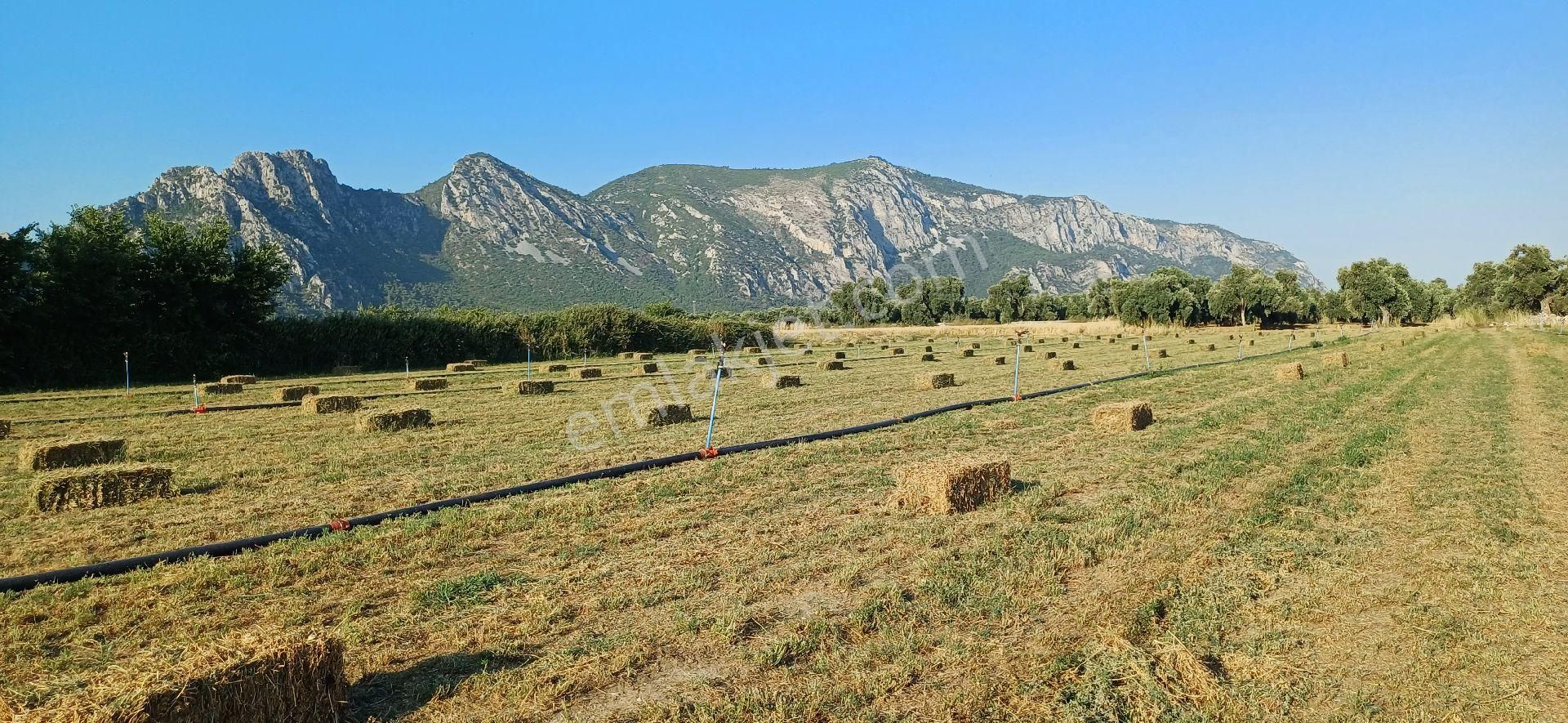 Gökova Körfezi Nin Cenneti Milas Ören De Satılı Tarla - Görsel 5